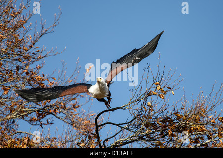 Eine afrikanische Fischadler ausziehen aus einem Baum Stockfoto