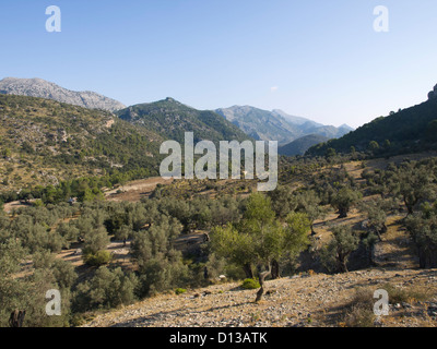 Blick auf das Tal hinter Castillo de Alaro, aus dem Wanderweg, ein großes Ziel für Wanderer in Mallorca Spanien Stockfoto