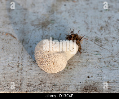 Nahaufnahme eines Pilzes Common Puffball (Lycoperdon Perlatum) Stockfoto