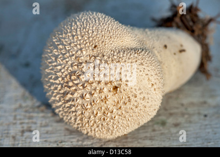 Nahaufnahme eines Pilzes Common Puffball (Lycoperdon Perlatum) Stockfoto