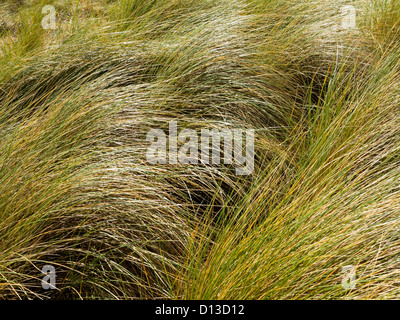 Nahaufnahme der Dünengebieten Grass Ammophila wächst auf einer Sanddüne in Pembrokeshire South Wales UK Stockfoto