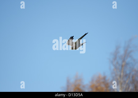 Ein Wanderfalke im Flug Stockfoto