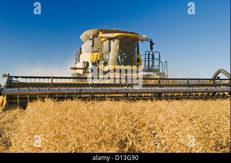 Feld-Erbse-Ernte; Ponteix Saskatchewan Kanada Stockfoto