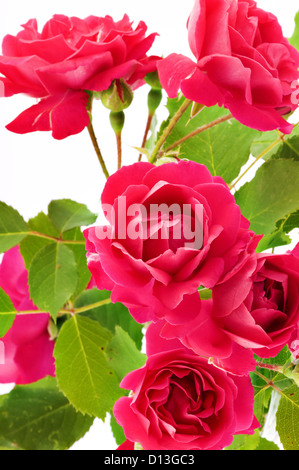 Strauß roter Rosen hautnah Hintergrund Stockfoto