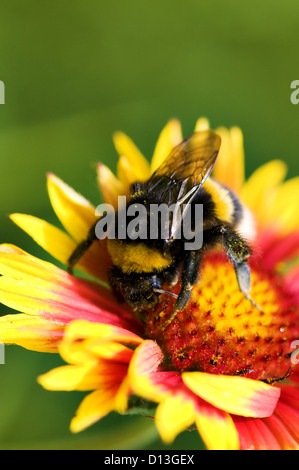 großen Hummel auf rote gelbe Blume Makro Hintergrund Stockfoto