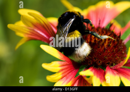 großen Hummel auf rote gelbe Blume Makro Hintergrund Stockfoto