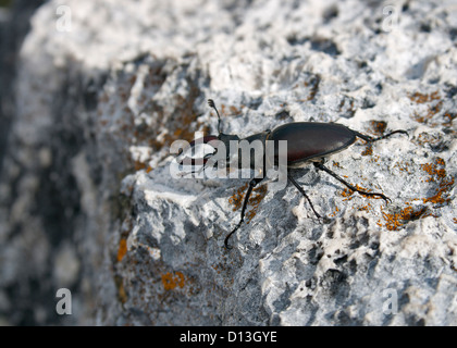 Seitenansicht des männlichen europäischen Hirschkäfer auf Stein Hintergrund Stockfoto