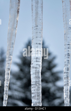 Eiszapfen hängen an der Tanne-Hintergrund Stockfoto
