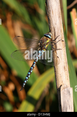 Männliche Scarce oder Migrant Hawker Libelle, Aeshna Mixta Aeshnidae, Anisoptera, Odonata. Stockfoto