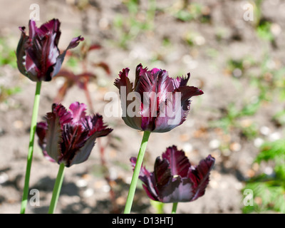 Dunkel violette Tulpen Nahaufnahme Stockfoto