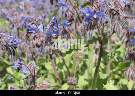 Biene auf Borretsch Pflanze in einem Feld von Borretsch Stockfoto