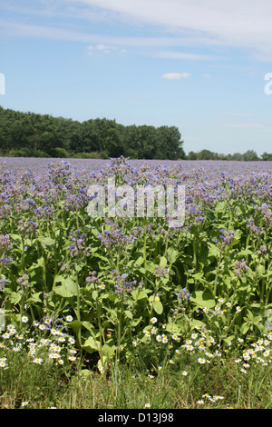 Bereich der Borretsch wächst in Essex an einem Sommertag Stockfoto