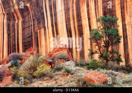 Wüstenlack Streifen die Canyonwänden Capitol Gorge im Capitol Reef National Park in Utah. Stockfoto