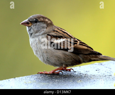 Porträt von einem weiblichen Haussperling (Passer Domesticus) posiert auf einem Felsvorsprung mit sehr detaillierten Feder-Muster Stockfoto