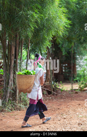 Frau Longneck Mitglied Karen Padong Bergvolk Dorf in der Nähe von Chiang Rai, Nordthailand, trägt einen Korb mit Gemüse Stockfoto