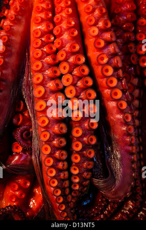 Krake für den Verkauf auf Tsukiji-Fischmarkt, Tokio Stockfoto