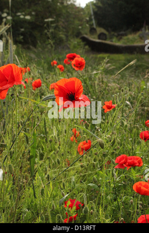 Mohnblumen Stockfoto