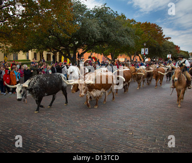 Almabtrieb in Fort Worth Stockyards in Fort Worth, Texas in Szene gesetzt Stockfoto