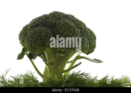 grünen Brokkoli Baum mit Dill Grass isoliert auf weiss Stockfoto