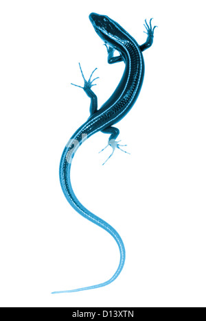 blaue Schweif Skink Eidechse isoliert auf weißem Hintergrund Stockfoto