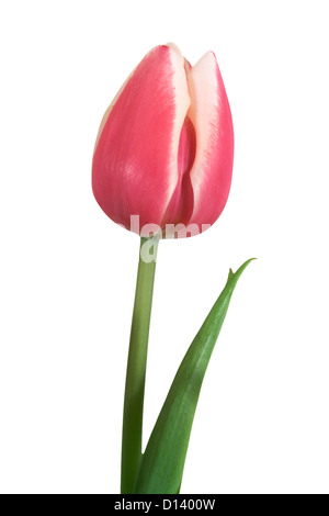 Eine rosa Tulpe und grünem Stiel auf einem weißen Hintergrund isoliert Stockfoto