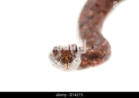 Tierische braun lila Sands Kobra Schlange, Psammodynastes Pulverulentus, isoliert auf weiss. Stockfoto