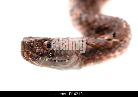 Tierische braun lila Sands Kobra Schlange, Psammodynastes Pulverulentus, isoliert auf weiss. Stockfoto