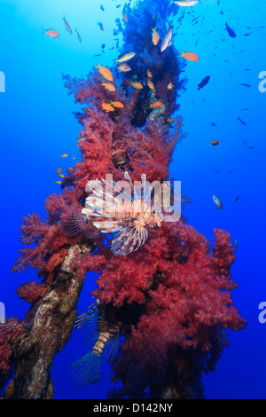 Ein Rotfeuerfisch und tropische Fische schwimmen um eine Unterwasser-Kette in lebendige rote Weichkorallen überzogen Stockfoto