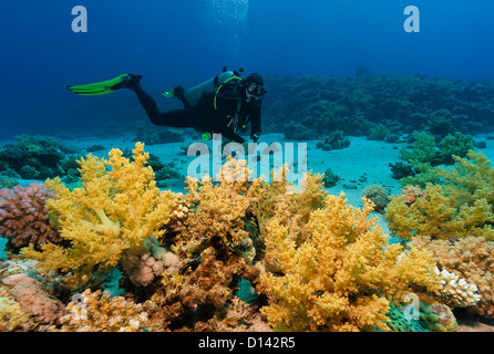 Ein Taucher an einem Korallenriff neben einer Vielzahl von bunten Weichkorallen Stockfoto