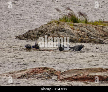 6. Juli 2012 - Ketchikan Gateway Borough, Alaska, uns - eine Herde von Seehunden (Phoca Vitulina) versammeln sich um einige Felsen in den Misty Fjords National Monument und Wilderness Area. (Kredit-Bild: © Arnold Drapkin/ZUMAPRESS.com) Stockfoto