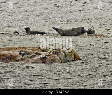 6. Juli 2012 - Ketchikan Gateway Borough, Alaska, uns - eine Herde von Seehunden (Phoca Vitulina) versammeln sich um einige Felsen in den Misty Fjords National Monument und Wilderness Area. (Kredit-Bild: © Arnold Drapkin/ZUMAPRESS.com) Stockfoto