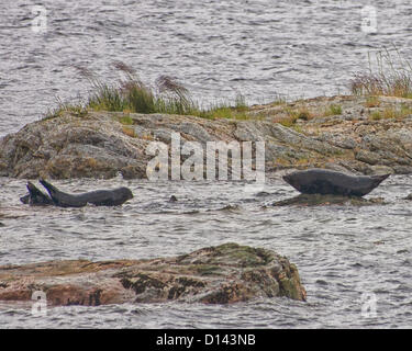 6. Juli 2012 - Ketchikan Gateway Borough, Alaska, uns - eine Herde von Seehunden (Phoca Vitulina) versammeln sich um einige Felsen in den Misty Fjords National Monument und Wilderness Area. (Kredit-Bild: © Arnold Drapkin/ZUMAPRESS.com) Stockfoto