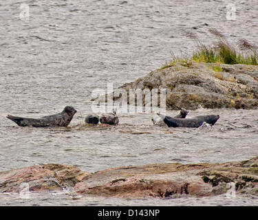 6. Juli 2012 - Ketchikan Gateway Borough, Alaska, uns - eine Herde von Seehunden (Phoca Vitulina) versammeln sich um einige Felsen in den Misty Fjords National Monument und Wilderness Area. (Kredit-Bild: © Arnold Drapkin/ZUMAPRESS.com) Stockfoto