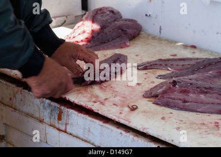 Fischer Reinigung und Filetieren ein frisches Salzwasser blaue Fisch gefangen an Bord ein Tiefsee-Fischerboot. Stockfoto