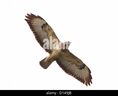 Europäische Bussard (Buteo Buteo) im Flug mit verbreiteten Flügeln Stockfoto