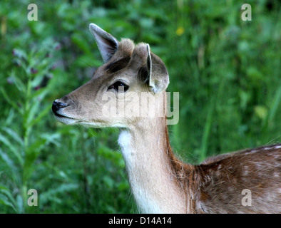 Porträt einer jungen Damhirsch Buck (Dama Dama) stehenden Warnung unter niedrigen Sträuchern Stockfoto