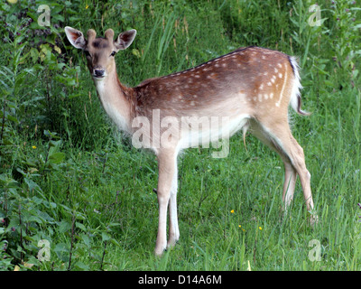 Einen jungen Damhirsch Bock (Dama Dama) Stand aufmerksam und sah in das Objektiv der Kamera Stockfoto