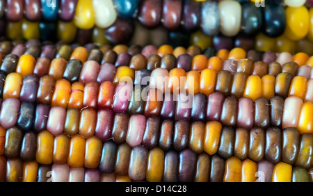 Flint Mais (Zea Mays Indurata; auch bekannt in den meisten Ländern als Mais oder manchmal Kattun Mais) Stockfoto