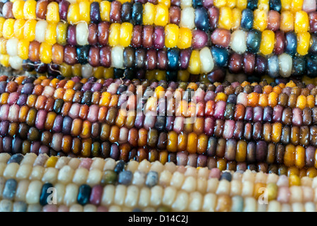 Flint Mais (Zea Mays Indurata; auch bekannt in den meisten Ländern als Mais oder manchmal Kattun Mais) Stockfoto