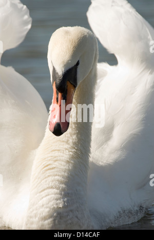 Hautnah auf stumme Schwan, Cygnus Olor, Straßenmusik mit Flügel angehoben droht Anzeige, Rother Valley, UK Stockfoto