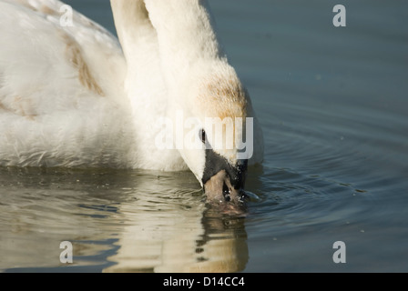 Nahaufnahme auf Juvenile Höckerschwan Fütterung, Cygnus Olor, Rother Valley, Sheffield, UK Stockfoto