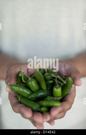 Nahaufnahme von Händen mit Chilischoten Stockfoto