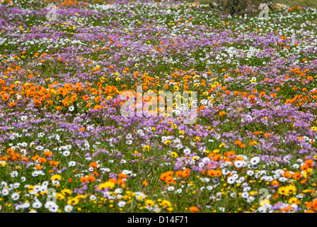 Blumenfeld in ländlichen Landschaft Stockfoto