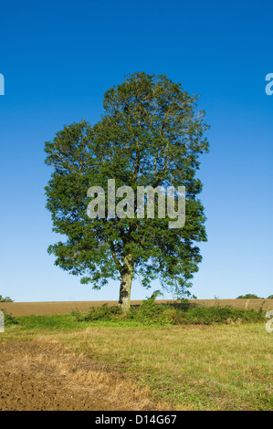 Baum wächst in ländlichen Wiese Stockfoto