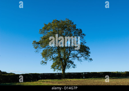 Baum wächst in ländlichen Wiese Stockfoto