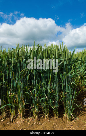 Stiele der Mais wächst in Feld Stockfoto