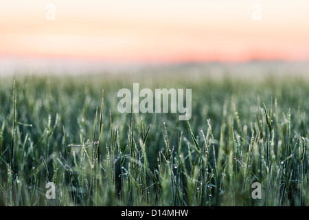 Frost auf hohe Gräser im Feld Stockfoto