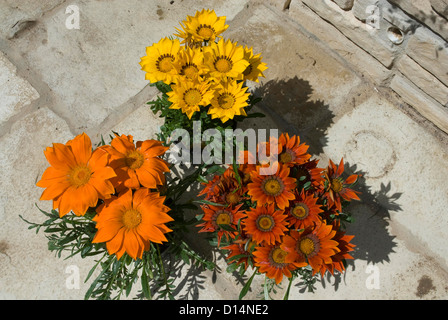 Gelb und Orange Blüte Gazanias wachsen auf einem Hof in einem Garten in Bath, Somerset Stockfoto