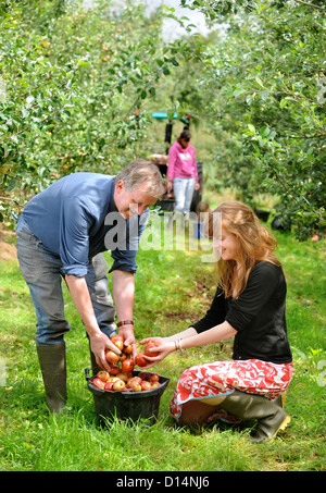 Apfelwein Herstellung in Broome Farm in der Nähe von Ross-on-Wye UK wo gibt es freie Campen und Verkostung zu freiwilligen Apple Picker Stockfoto
