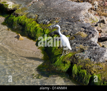 Little Blue Heron - Egretta Caerulea - weiße Morph - bei Sebastian Inlet an der Ostküste von Florida Stockfoto